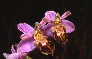 il ritorno: Ophrys apifera var. botteronii